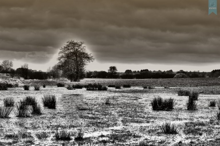 Der Frühling kommt 6 Natur mit HDR Filter