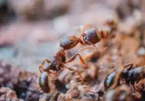 Close up macro photo of ants fighting
