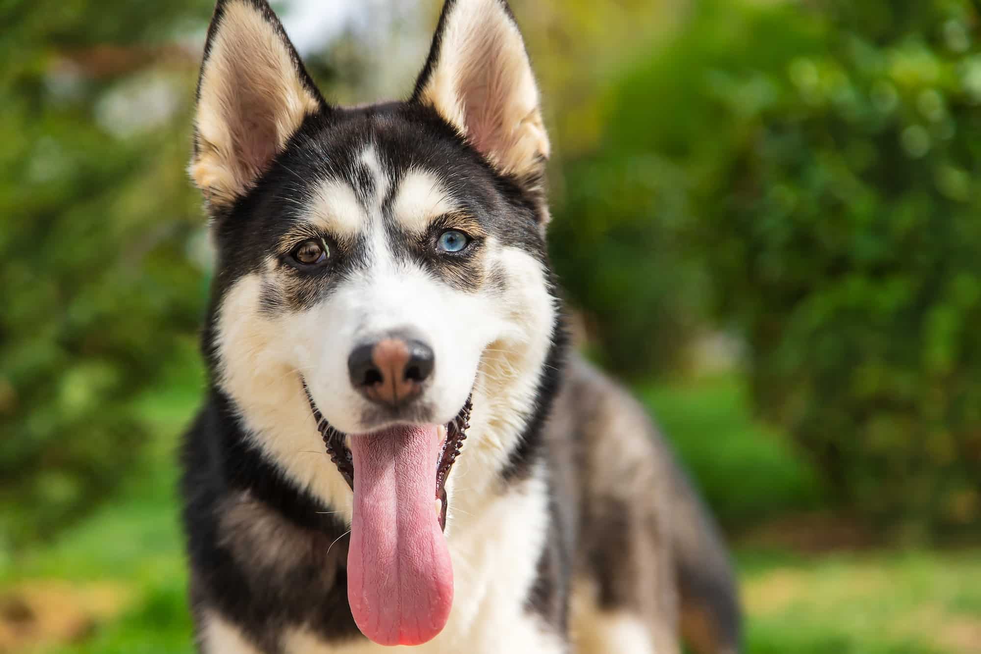 Husky dog portrait beautiful photo. Selective focus.