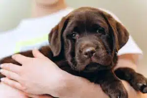 Little brown dog labrador puppy on hands