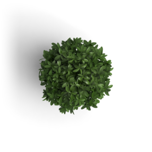 object_plant_1.png object plant 1